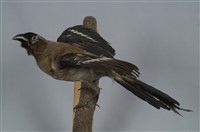 藏品(樹鵲)的圖片